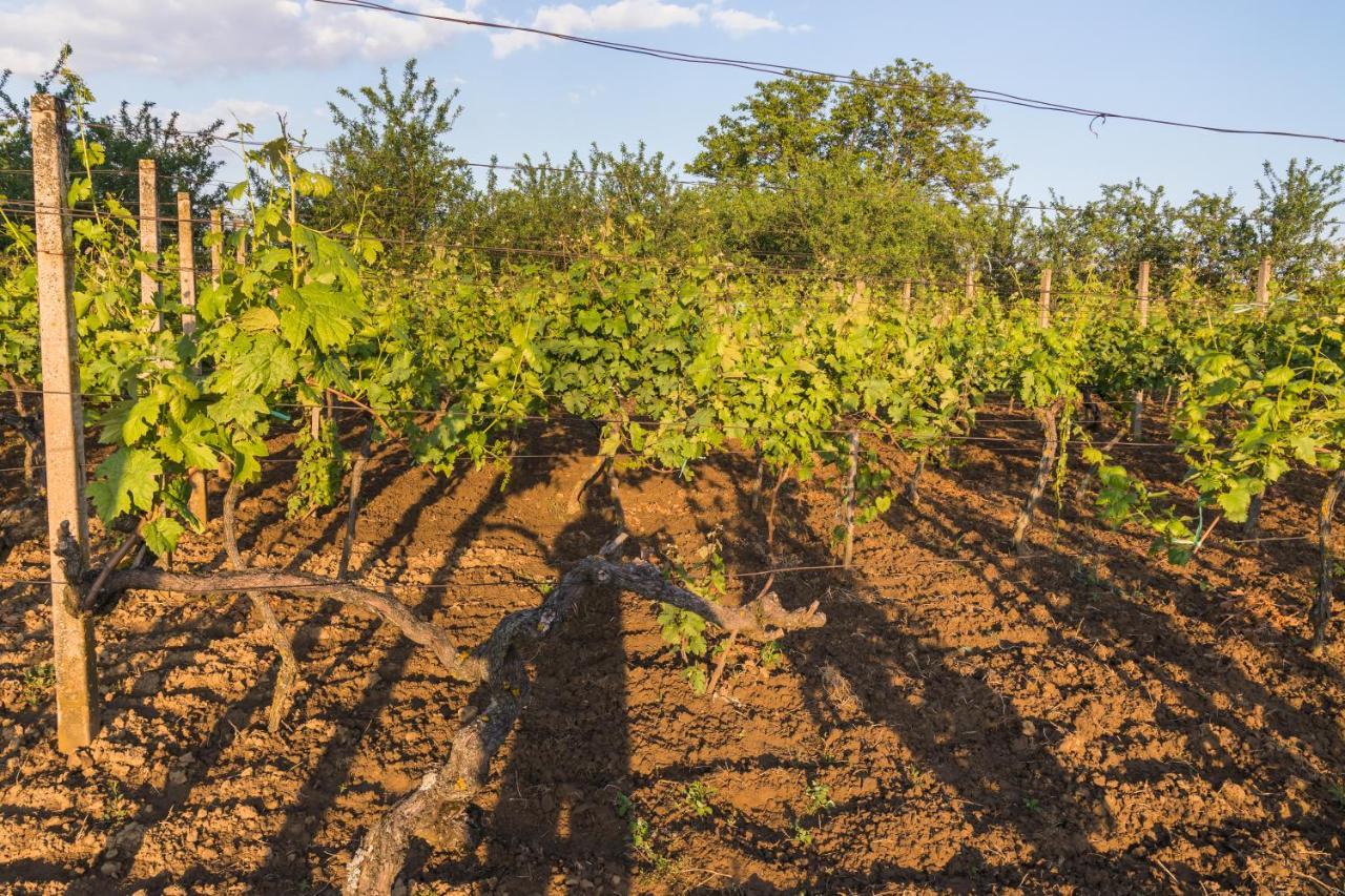 Village Wine House Mandicevac Εξωτερικό φωτογραφία