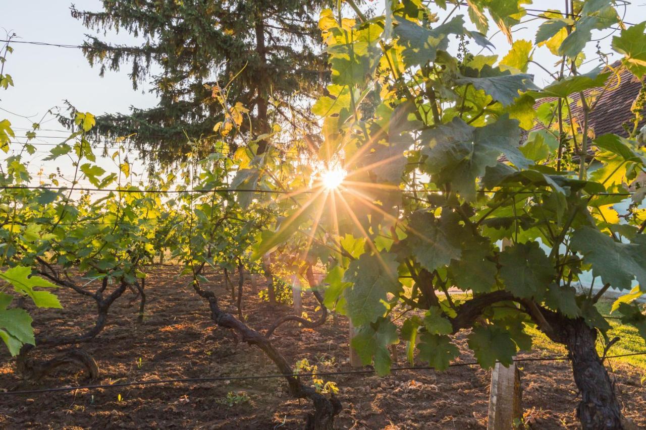Village Wine House Mandicevac Εξωτερικό φωτογραφία